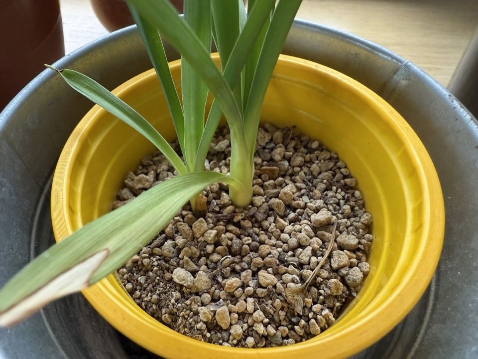 ������ Lechuza: ��������� ����� ��� ��������� �������� ��������