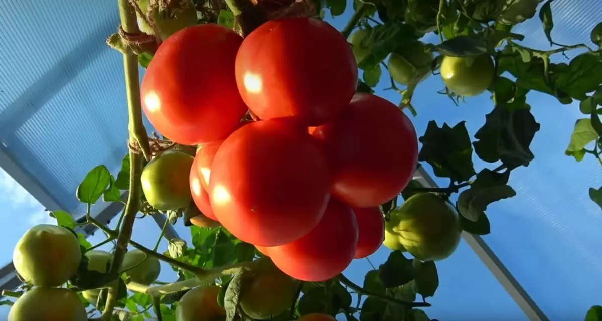 Как подготовить теплицу и почву после сбора урожая: эффективные советы