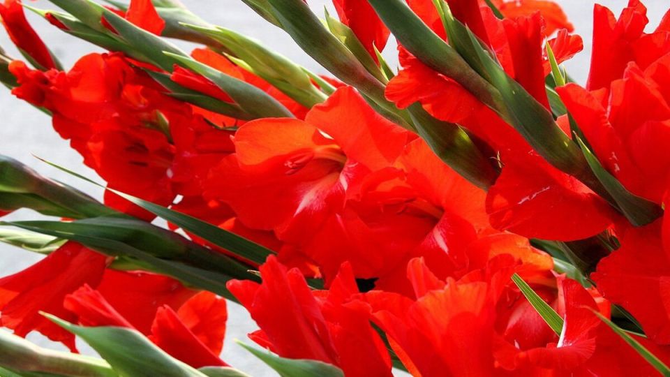 ����������: ��������� �����, ������� ���������� ��� ���