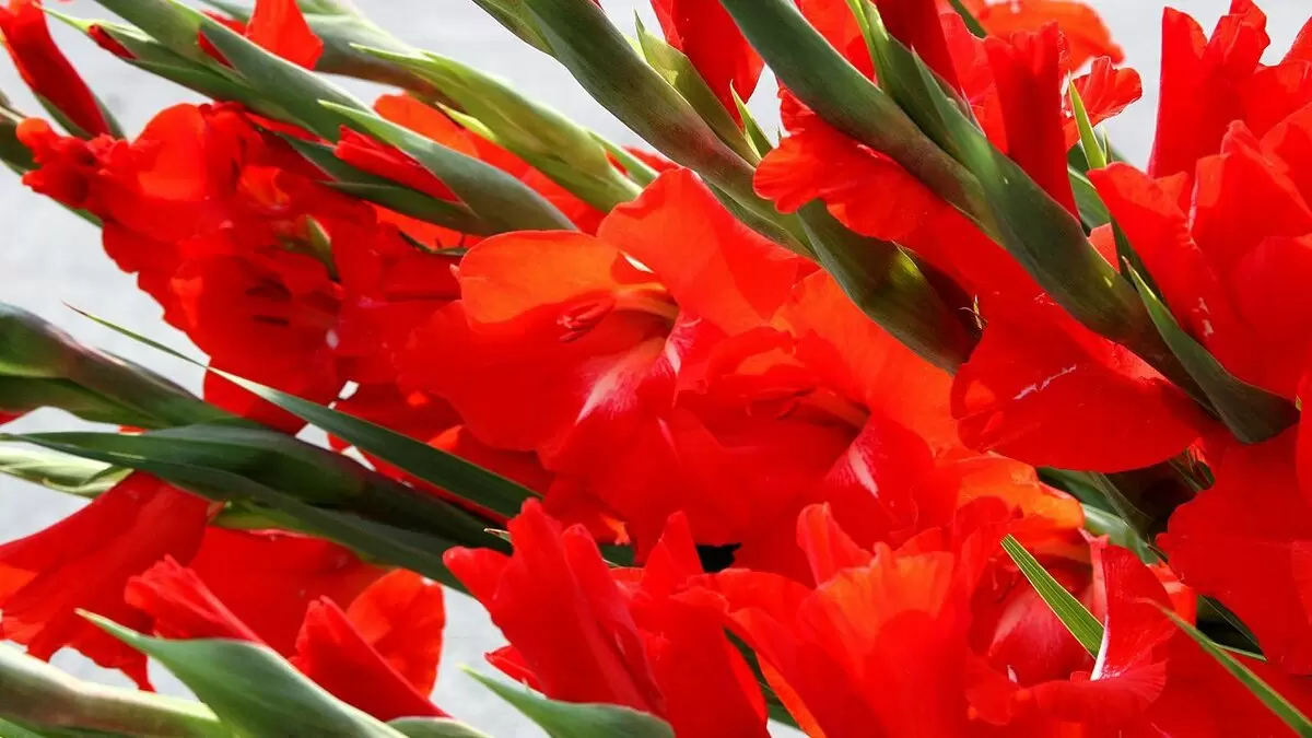 Гладиолусы: роскошные цветы, которые преобразят ваш сад