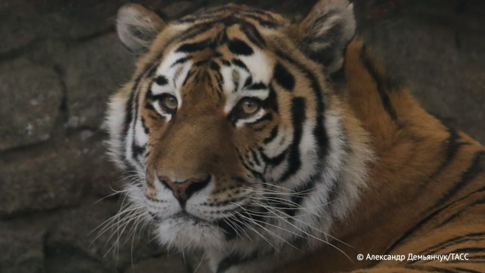 ��������� ��������������� ����� ������� �� ���������� ��������, ���������� � �������� ����� ������ ��������� ��������, ������� ���� ������� ������ ����