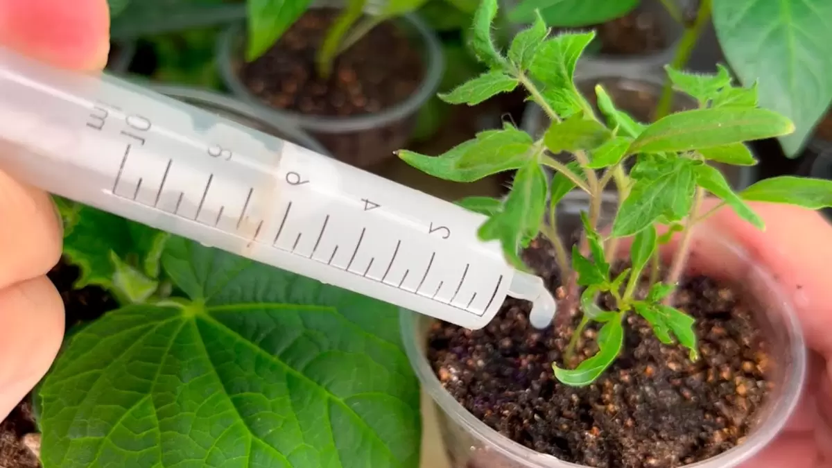 Всего пять дней и рассада стала крепче: секрет «бабушкиного эликсира» раскрыт