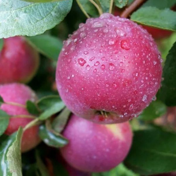 ������ ����������: ���������� � �����-������� ���� � ������� ��������������