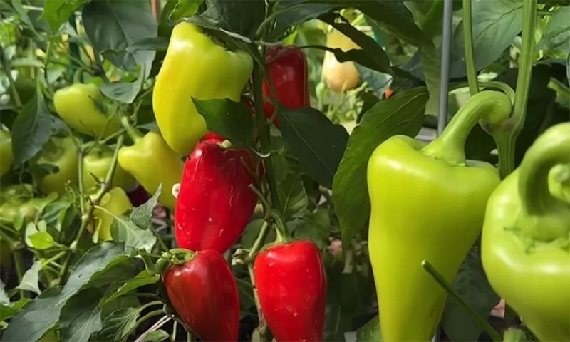 ��� ����� � ����� �����: ������� ���������� ������ � ������� �������