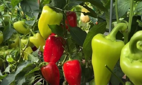 Два перца в одной лунке: секреты рекордного урожая и крепкой рассады