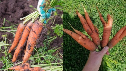 семена, которые гарантируют сладкую и ровную морковь: лучшие сорта на практике