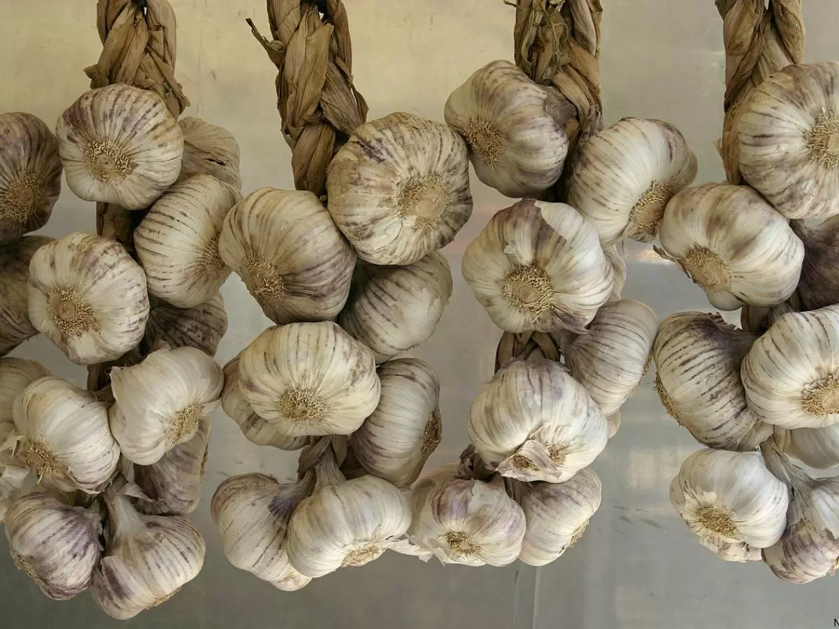 Чеснок на грядках: как правильно подкармливать для высоких урожаев