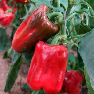 ����� �������: ������� ������ ��� ��������� ������� ������