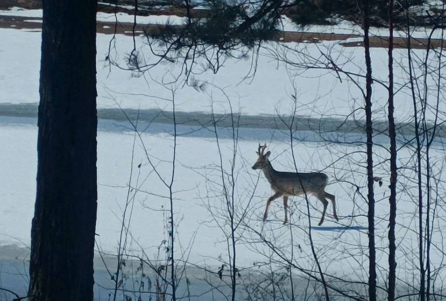 Смотрите, какая фотомодель! Это самец косули позировал охотоведам на льду реки Ульма в Мазановском округе Смотрите, какая фотомодель! Это самец косули позировал охотоведам на льду реки Ульма в Мазановском округе