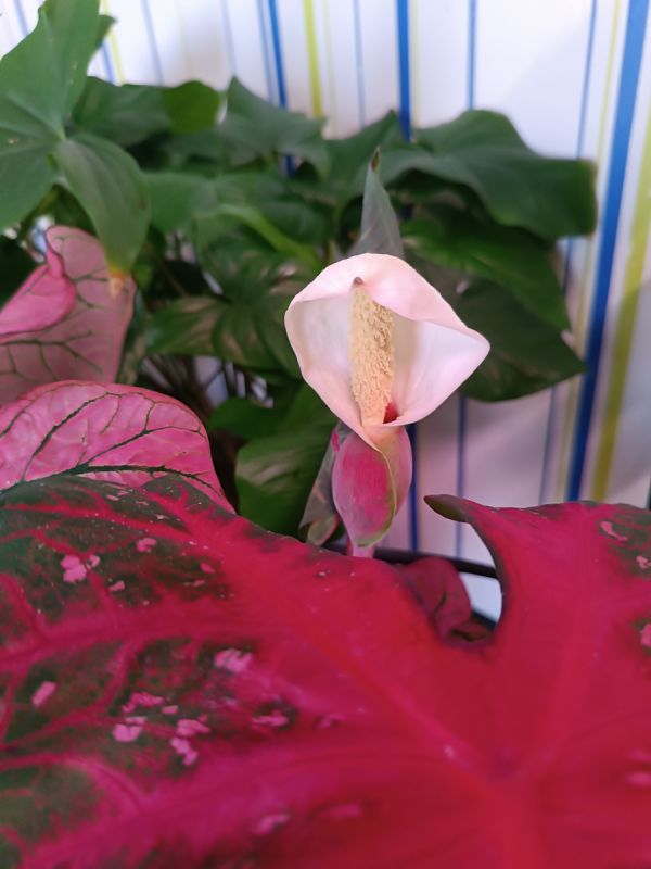 ��� ��������� �������� �� �����: ��������� �����������