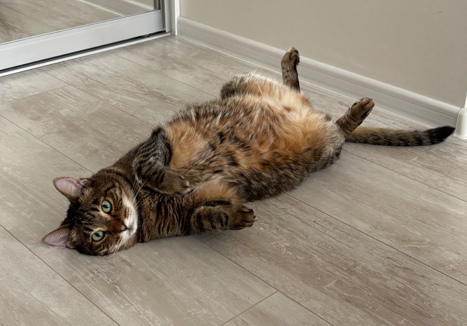 �������� � �����: ����� ������� �������� ������������ ����� ��� �������