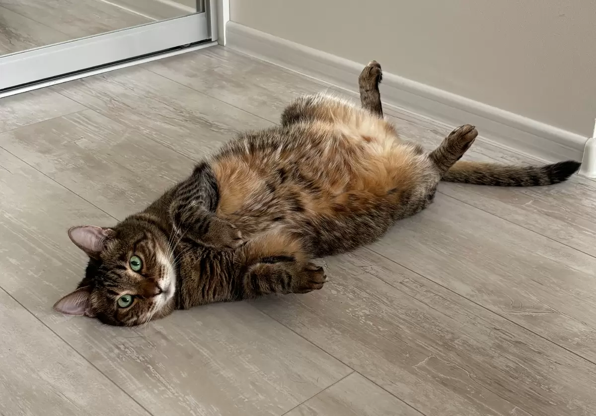 Проблемы с котом: когда любимец выбирает неправильное место для туалета