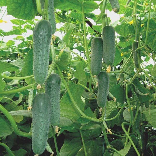 ������ �����: ������������� ������ � �������� ������ ��� �������