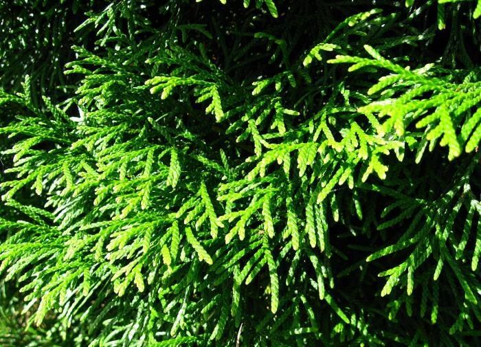 ��� ��������� �� ����: ������� ��� ������������ ������ � ����� ����