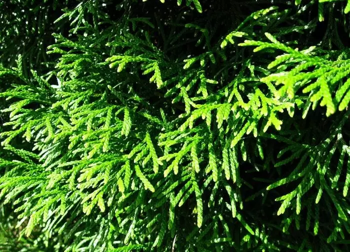 Как ухаживать за туей: секреты для великолепной зелени в вашем саду