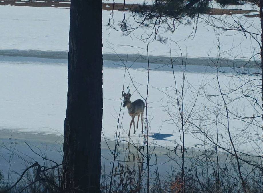 Смотрите, какая фотомодель! Это самец косули позировал охотоведам на льду реки Ульма в Мазановском округе Смотрите, какая фотомодель! Это самец косули позировал охотоведам на льду реки Ульма в Мазановском округе