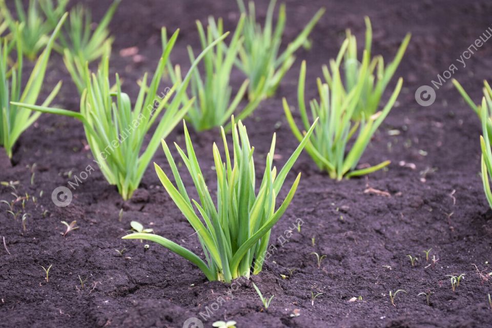 ��� ��������� ���������� ������ � ��� ��� ������