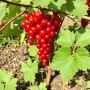 Пять сортов смородины, за которыми охотятся истинные гурманы