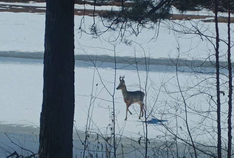 Смотрите, какая фотомодель! Это самец косули позировал охотоведам на льду реки Ульма в Мазановском округе Смотрите, какая фотомодель! Это самец косули позировал охотоведам на льду реки Ульма в Мазановском округе