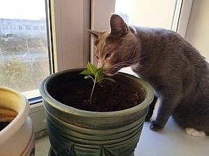 Мини-огород на подоконнике: как тоска по природе вдохновила благовещенку на эксперимент Мини-огород на подоконнике: как тоска по природе вдохновила благовещенку на эксперимент