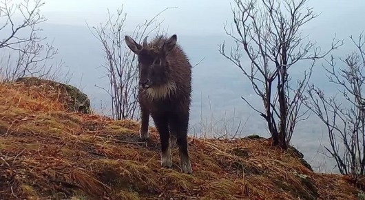 Российский заповедник показал чрезвычайно редкого амурского горала