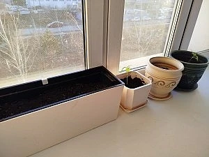 Мини-огород на подоконнике: как тоска по природе вдохновила благовещенку на эксперимент