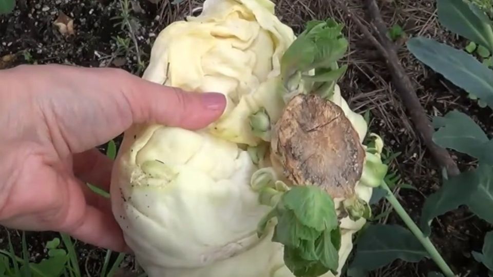 ��������� ��������� ��� ������ ������������ ���������