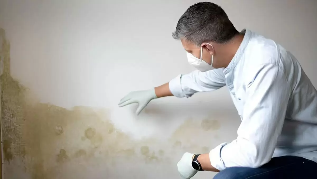 Плесень становится настоящей угрозой для хабаровских жителей