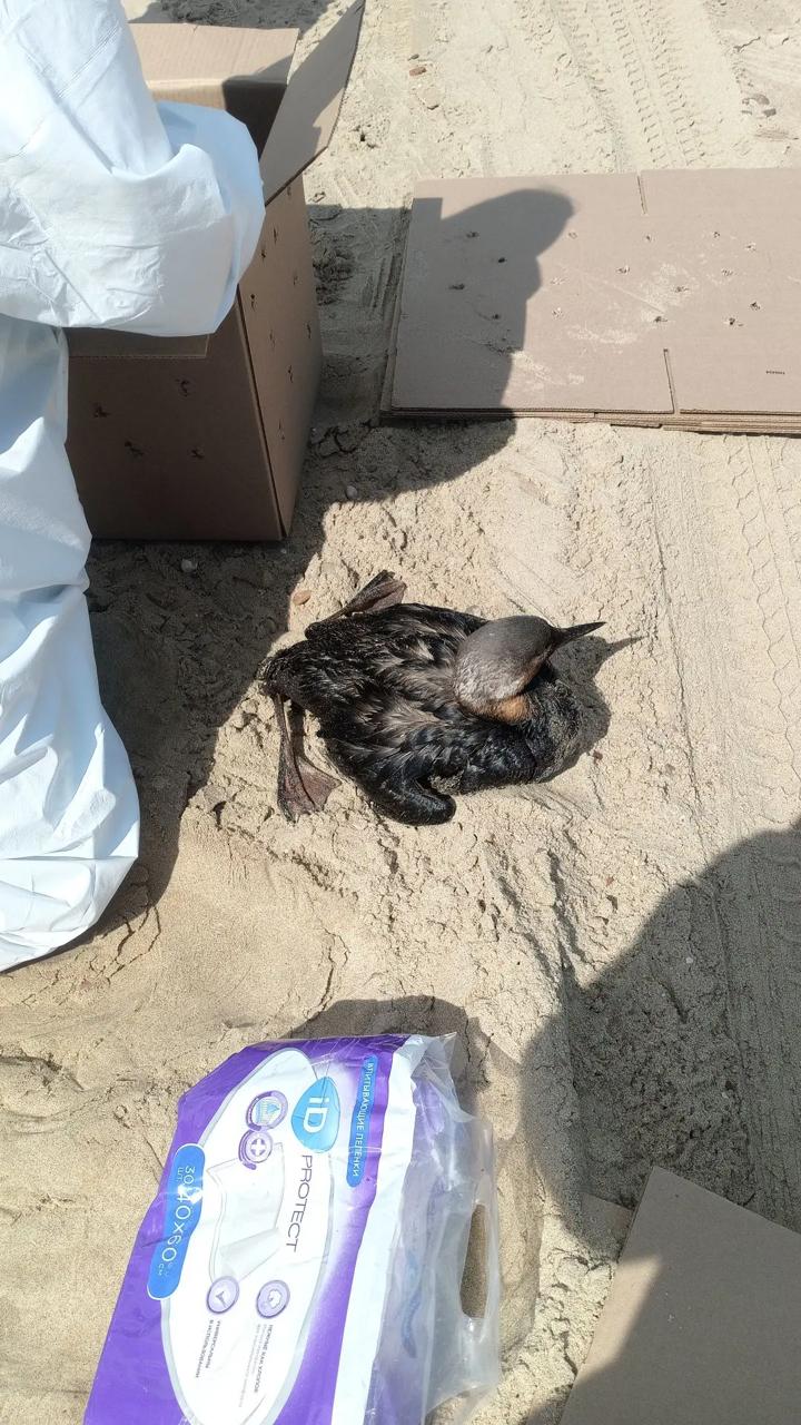 Кубанские власти сообщили о завершении «основных работ» на пляжах в районе Анапы после нового выброса нефтепродуктов Кубанские власти сообщили о завершении «основных работ» на пляжах в районе Анапы после нового выброса нефтепродуктов