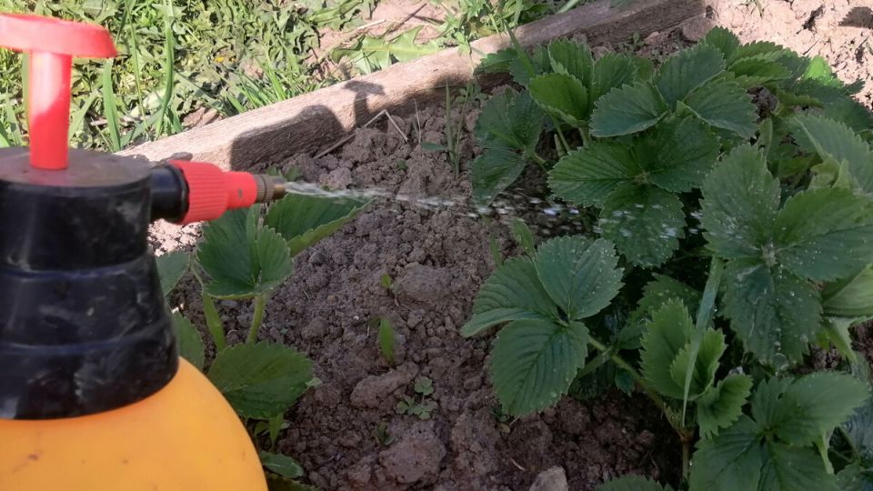 �������� ��������� ���� ����: ��� �������� ������ � ���������