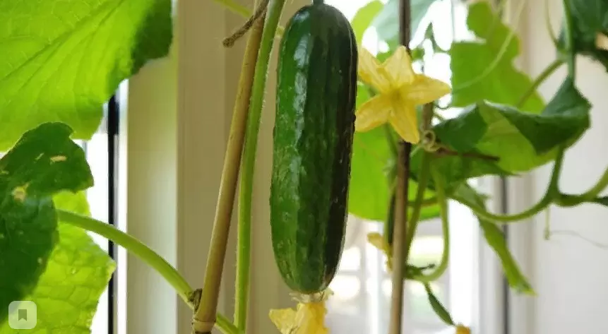 Как вырастить огурцы на подоконнике: шаг за шагом к урожаю