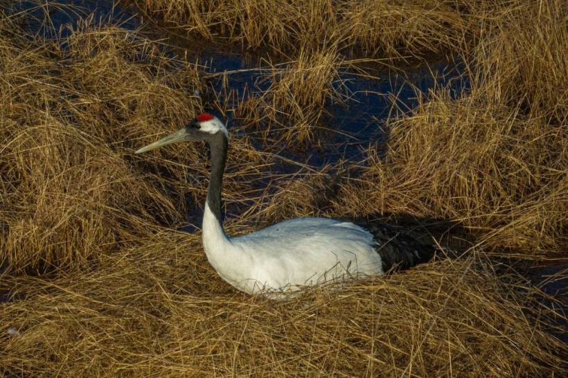 В гнезде знаменитых японских журавлей Снежинки и Подснежника из Муравьевского заказника заметили два яйца В гнезде знаменитых японских журавлей Снежинки и Подснежника из Муравьевского заказника заметили два яйца
