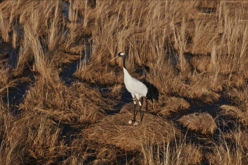 В гнезде знаменитых японских журавлей Снежинки и Подснежника из Муравьевского заказника заметили два яйца В гнезде знаменитых японских журавлей Снежинки и Подснежника из Муравьевского заказника заметили два яйца
