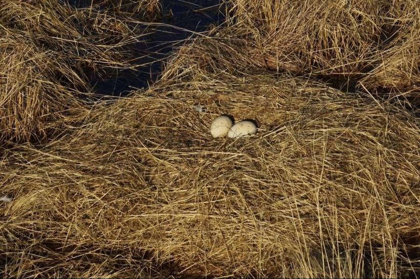 В гнезде знаменитых японских журавлей Снежинки и Подснежника из Муравьевского заказника заметили два яйца