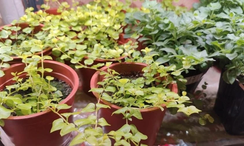 Первые на клумбе: россиянам рассказали, какие цветы можно высаживать в грунт уже сейчас