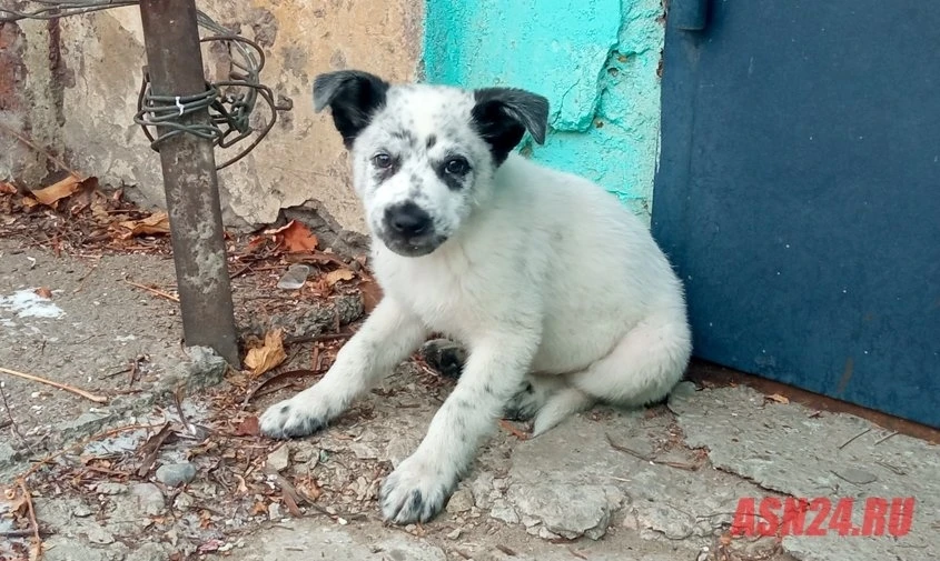 Штрафы для хозяев, выбросивших домашних животных на улицу, хотят поднять в 10 раз