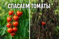Секреты борьбы с фитофторой: как спасти урожай на даче