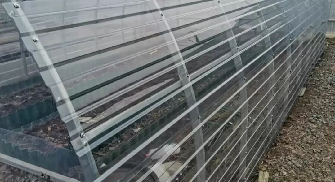 Прозрачный ПЭТ-лист: лучшая альтернатива поликарбонату для теплиц