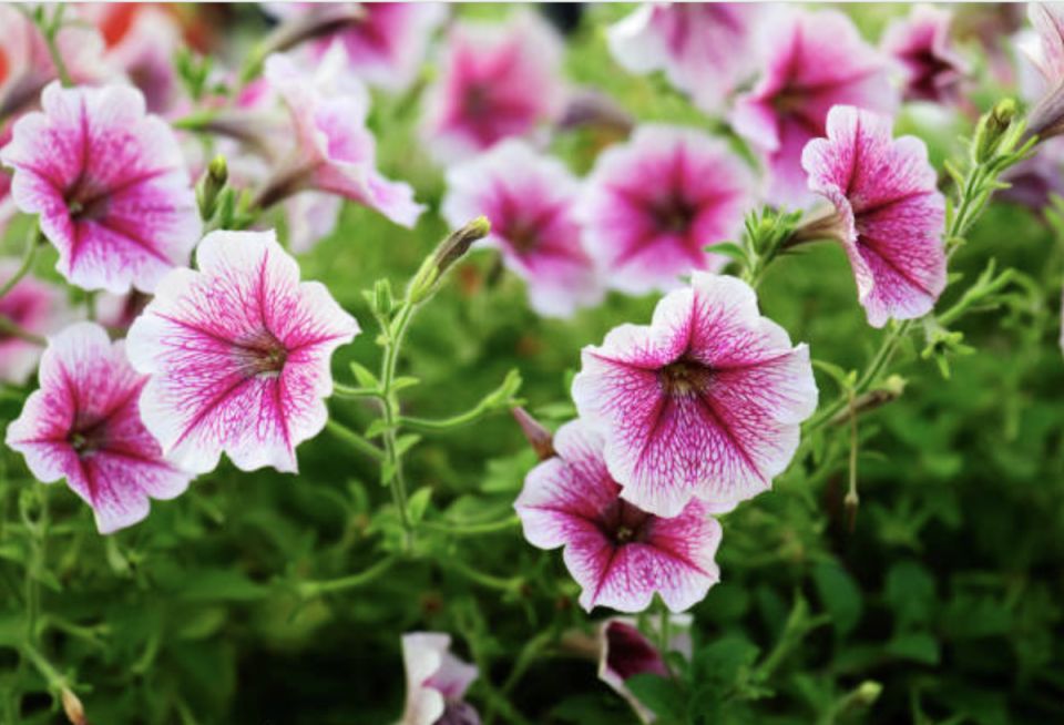 ������� ��������� ������ �������: �� ������ ����� �� ����� �� ��������