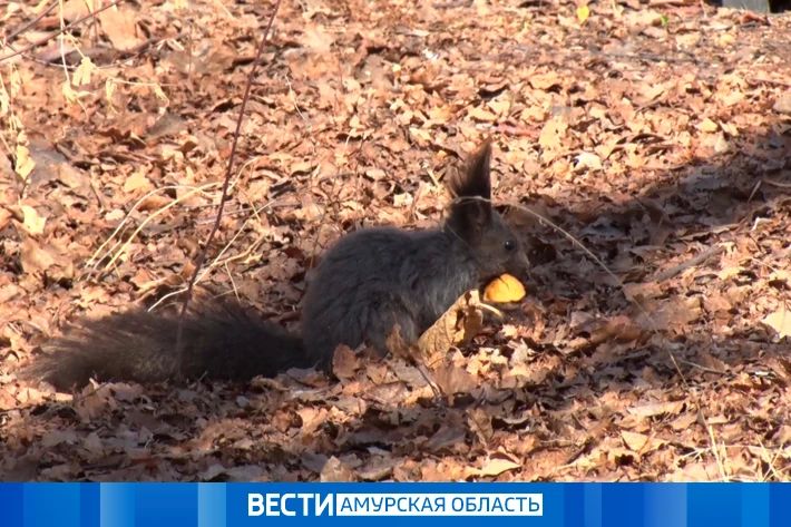 �� +17 �� �� ���: ������� ������ �� 17 ������ � ���������