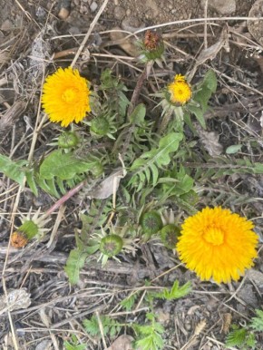 ������, ��������, ����!. @ampravda