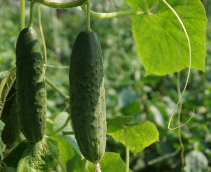 ����� ������ ������ ������� ��� ��������� ������ �� ������� �������