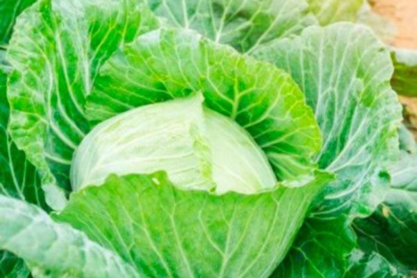 ������� ���� �� ������: ��� �������� ���������� ������� ���� � ������� ������������� ��������