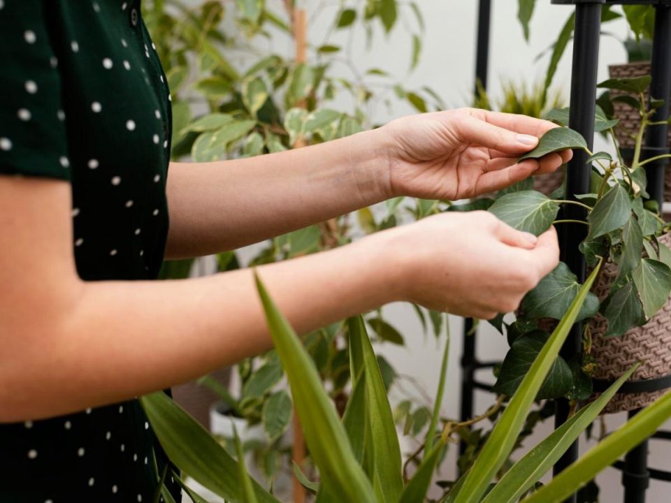 ��� ������ ��������� �������� ����� �������: ��������� ����������� ��� ���������