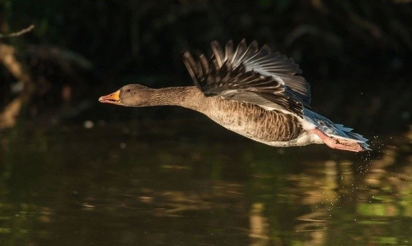 � ������� �� ��������, ������ ���� ���� � ���� �� ��������: ��������� ��������� ������� �������� �����