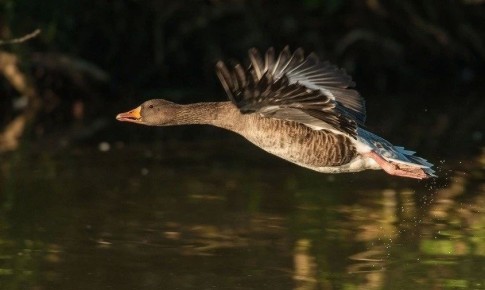 � ������� �� ��������, ������ ���� ���� � ���� �� ��������: ��������� ��������� ������� �������� �����