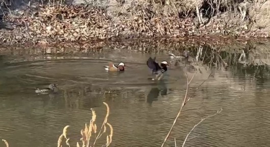 � �������������� ������ �������� ������������� ����-����������, ������� ���������� � ��������� � ������ �������� � �����������