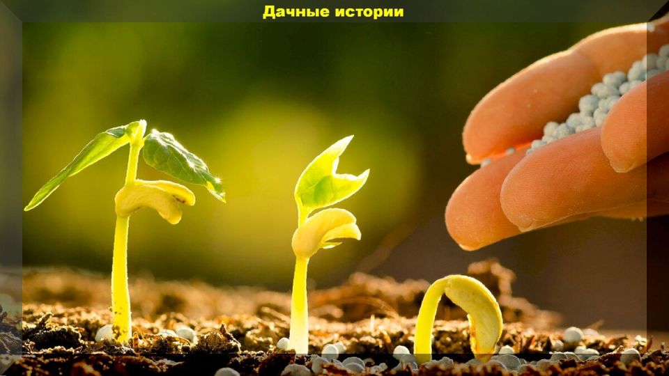 ���������� ������� N-P-K: ��� �������� ����������� �� �������� ���������?