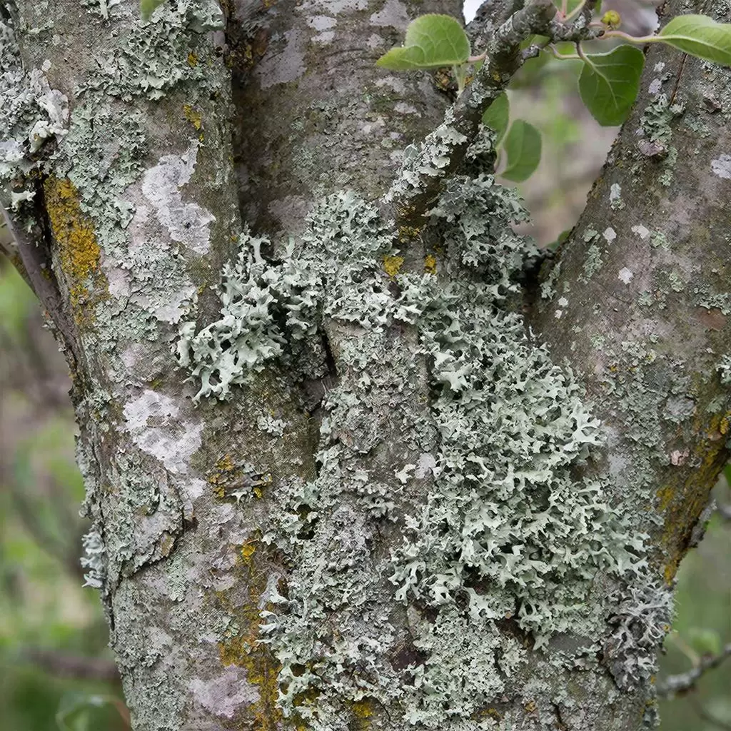 Лишайники на яблоне: стоит ли беспокоиться или просто наблюдать?