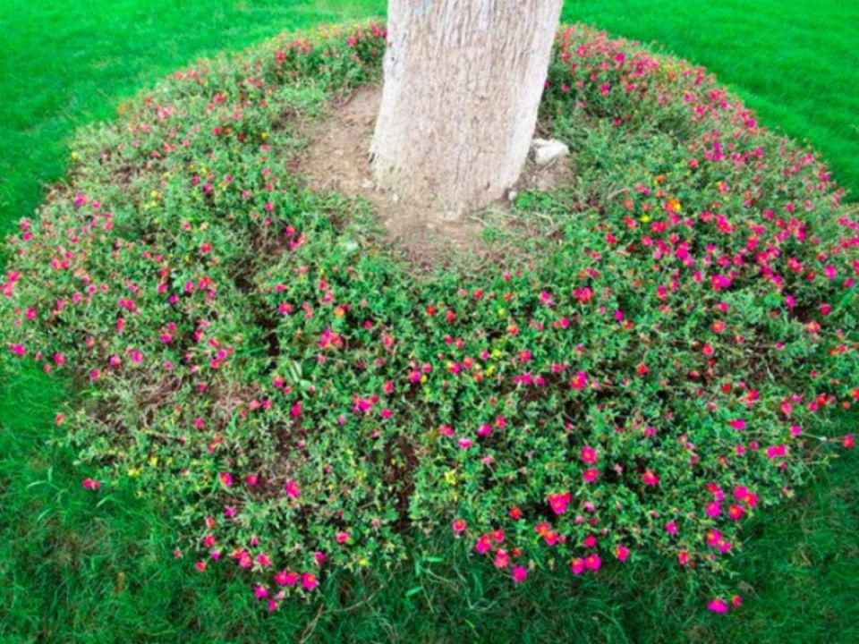 ����������� �������: ��������, ������� �������� �������� ��� ��������